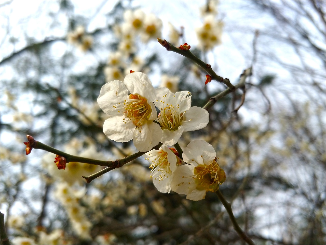 cherry blossoms  nature  natural free photo