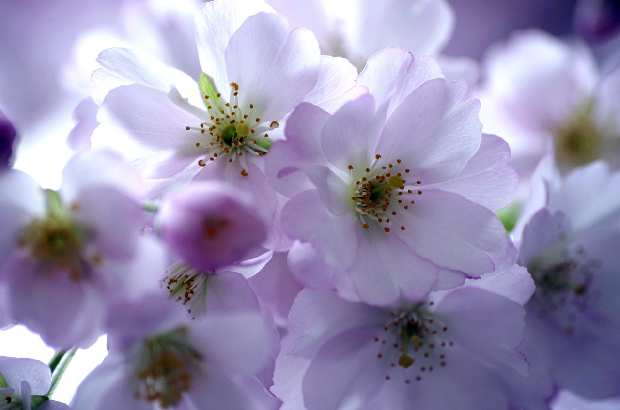 cherry blossoms  spring  ornamental cherry free photo