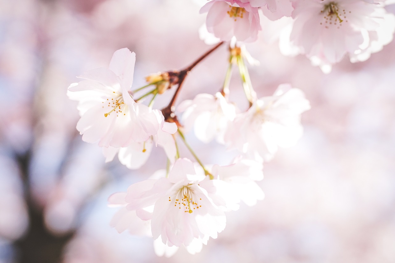 cherry blossoms  petals  nature free photo