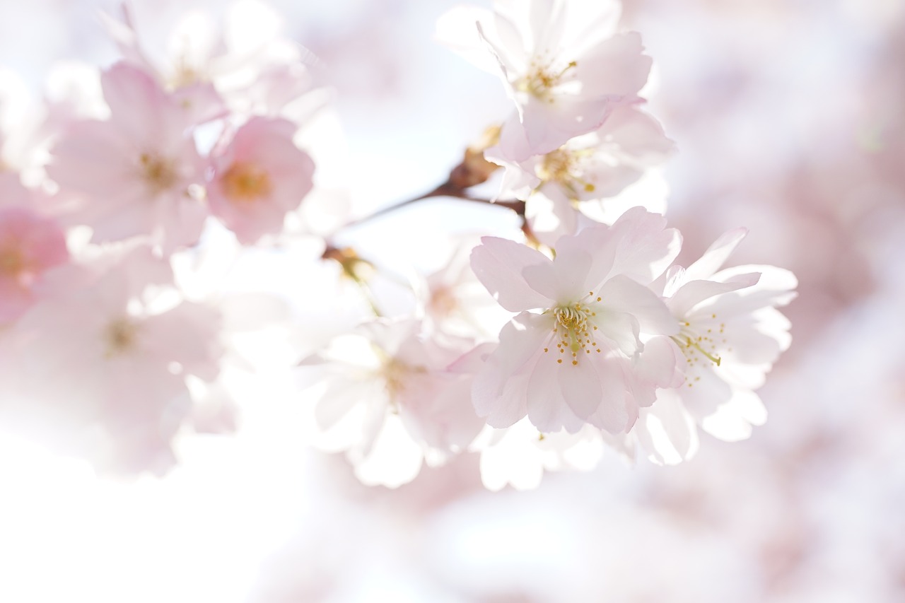 cherry blossoms  petals  nature free photo