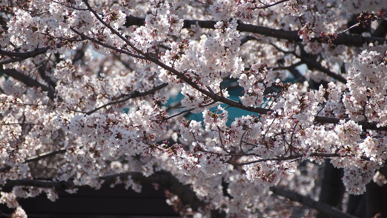 cherry blossoms  sakura  pink free photo