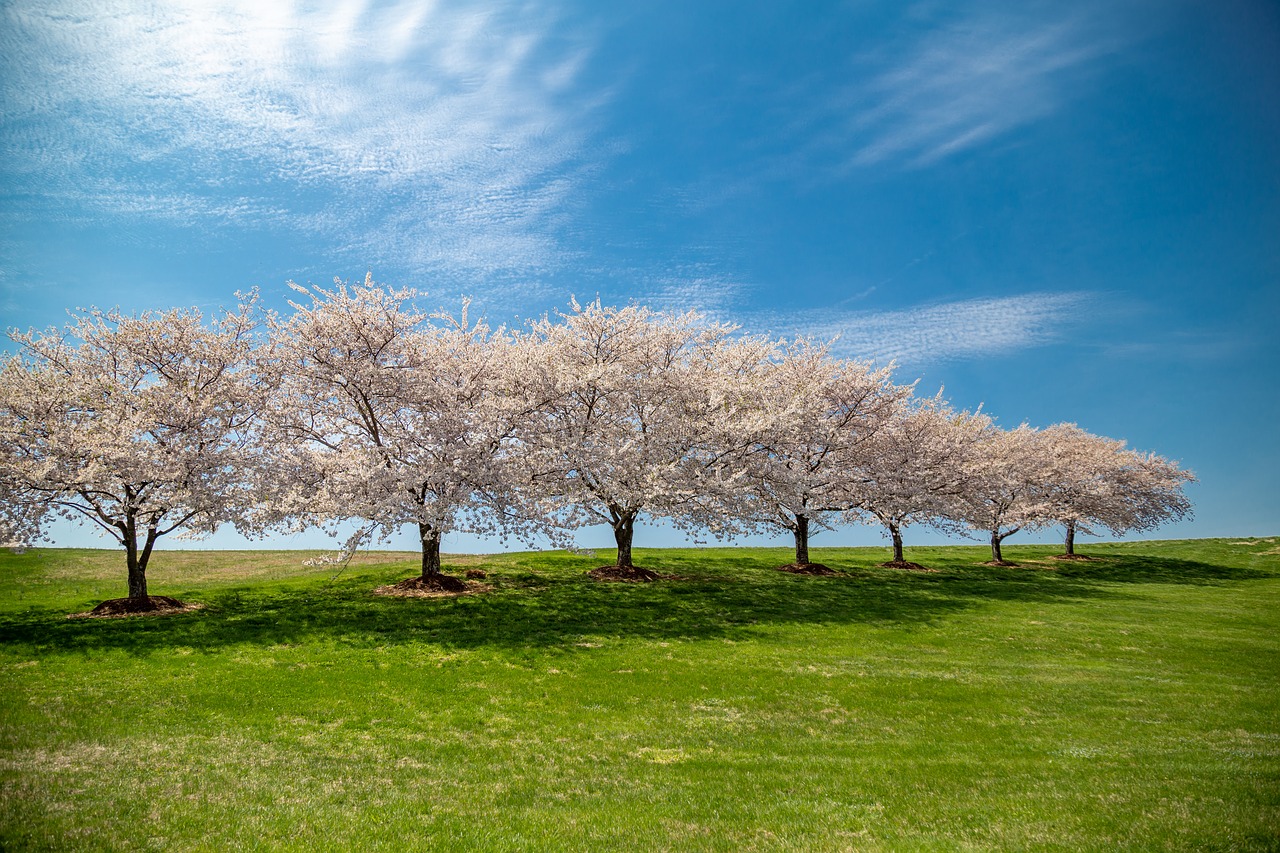 cherry blossoms  background  spring free photo