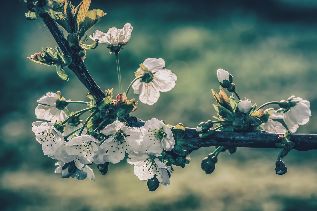 cherry blossoms  tree  branch free photo