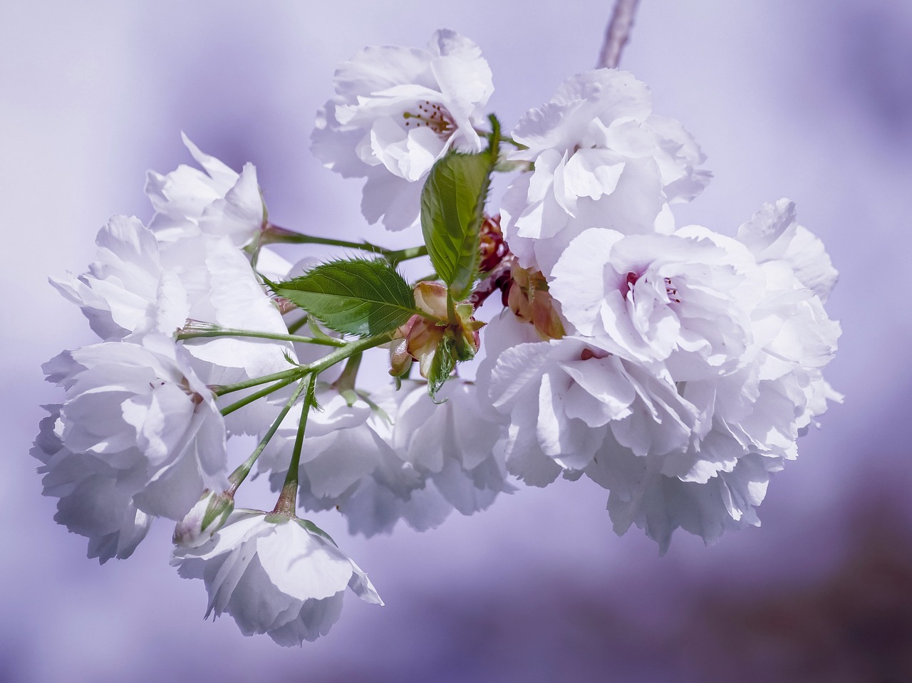 cherry blossoms  flowers  ornamental cherry free photo