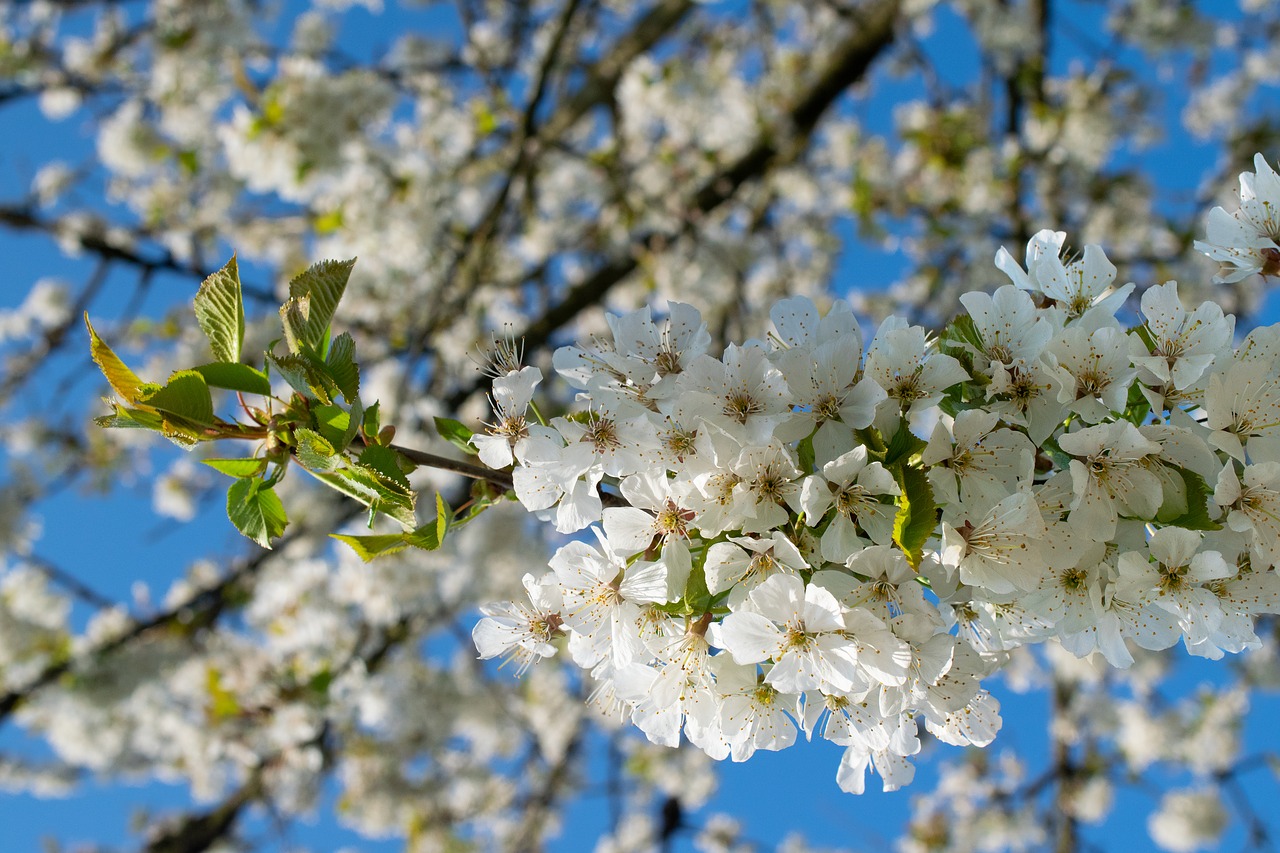 cherry blossoms  spring  sun free photo