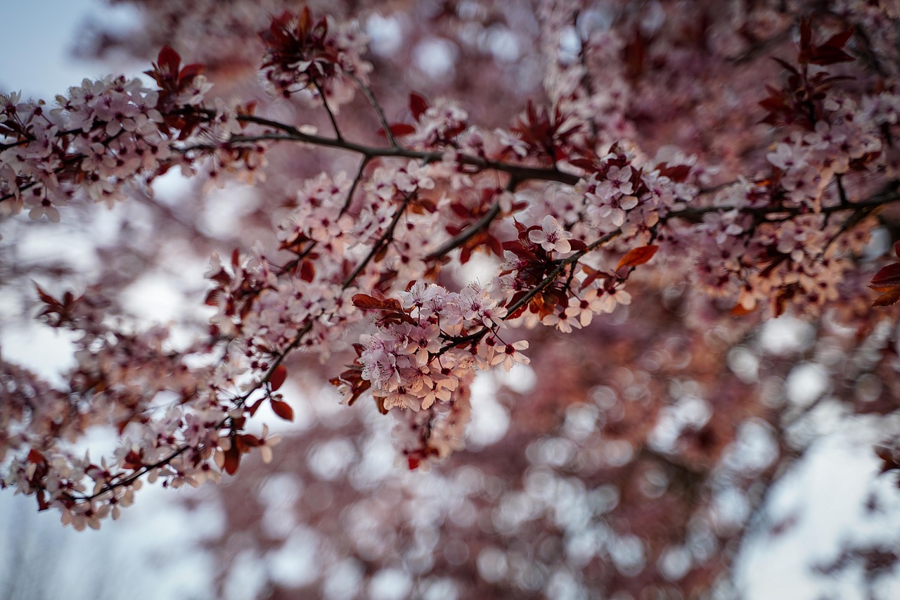 cherry blossoms  flowering twig  branch free photo