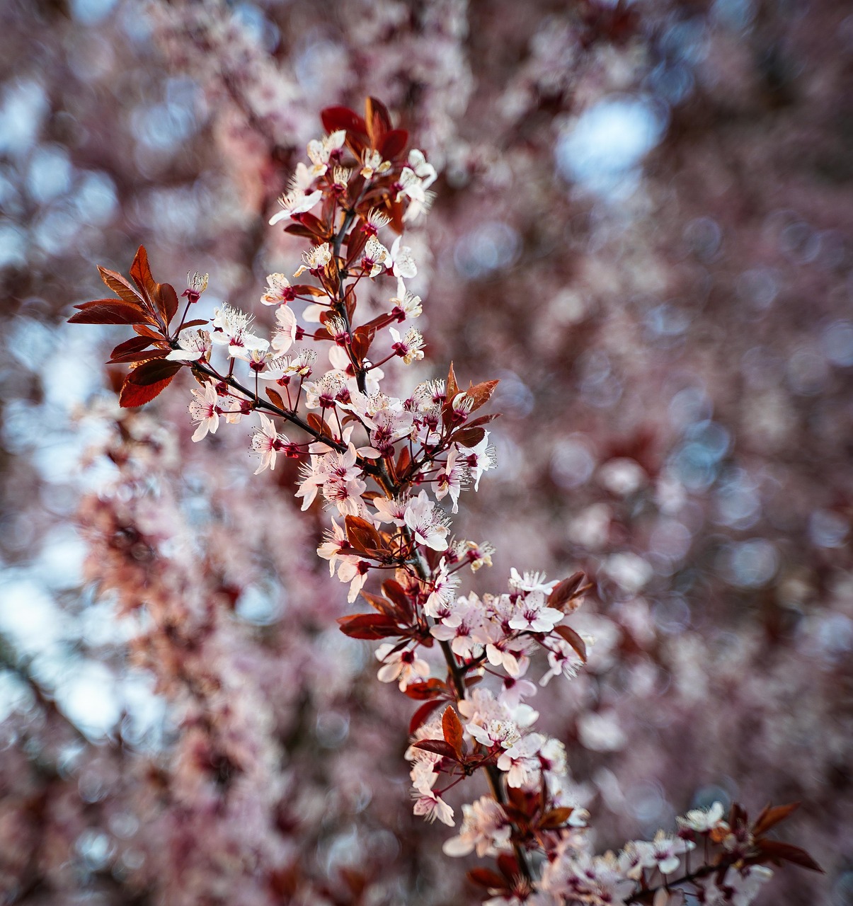 cherry blossoms  flowering twig  branch free photo