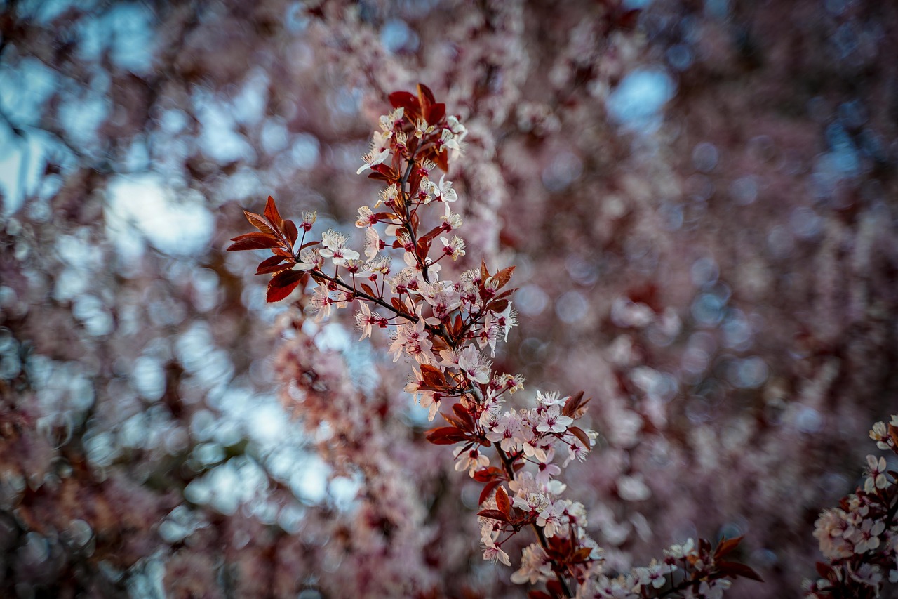 cherry blossoms  flowering twig  branch free photo