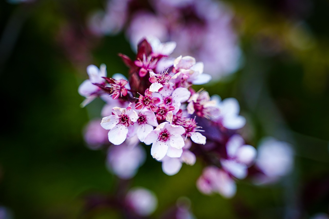 cherry blossoms  flowering twig  branch free photo