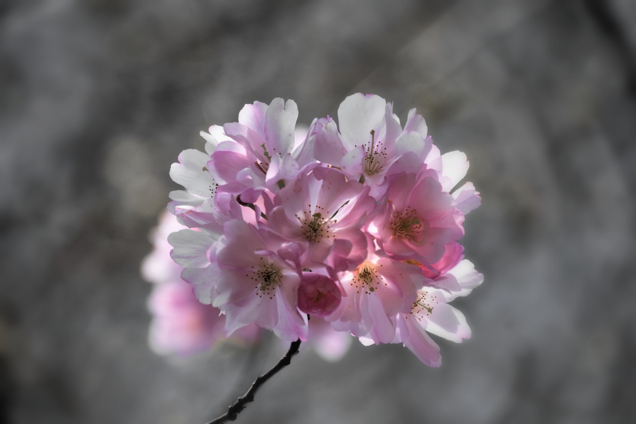 cherry blossoms  cherry tree  tree free photo