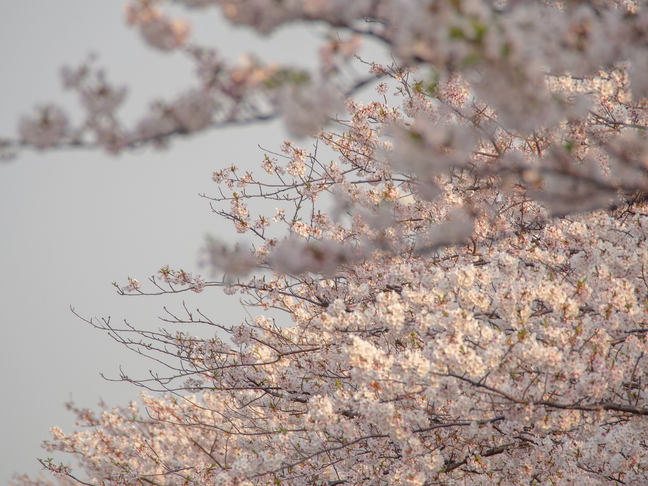 cherry blossoms  spring  flowers free photo