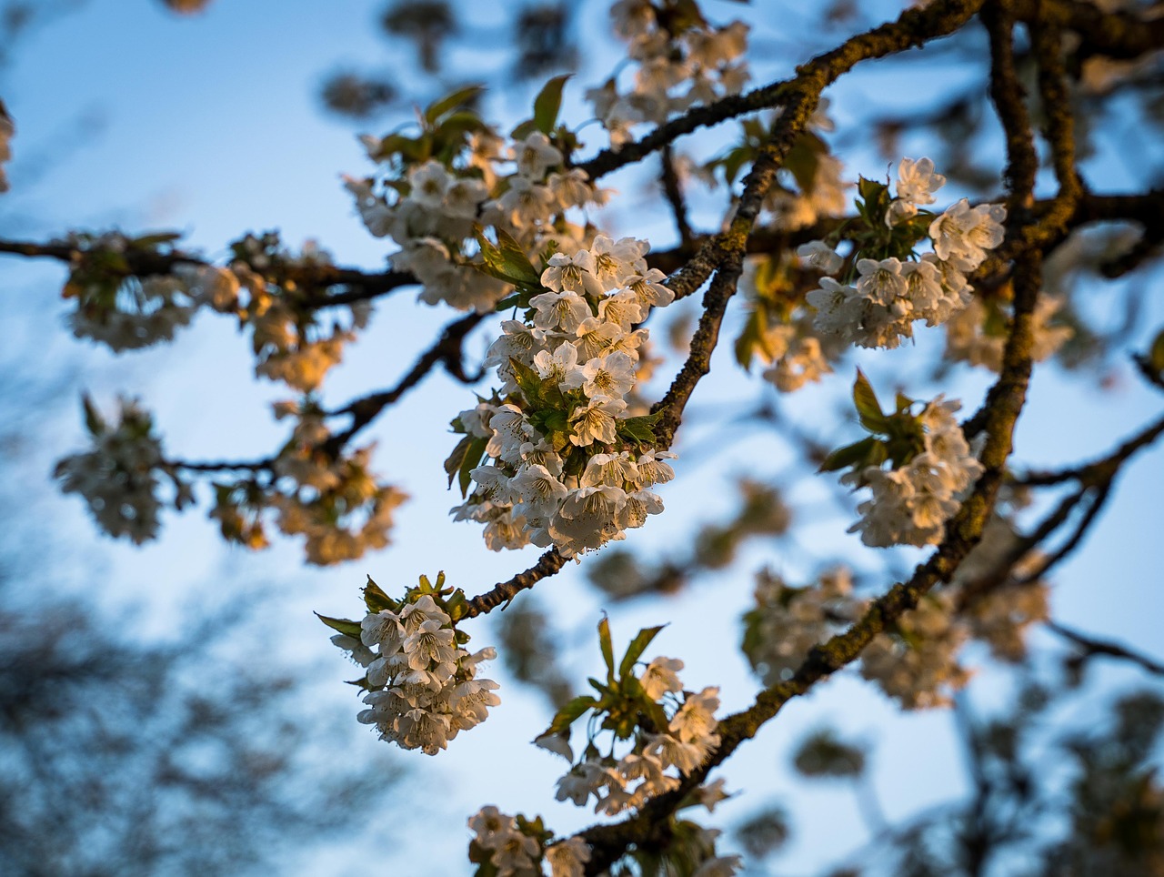 cherry blossoms  branch  flowers free photo