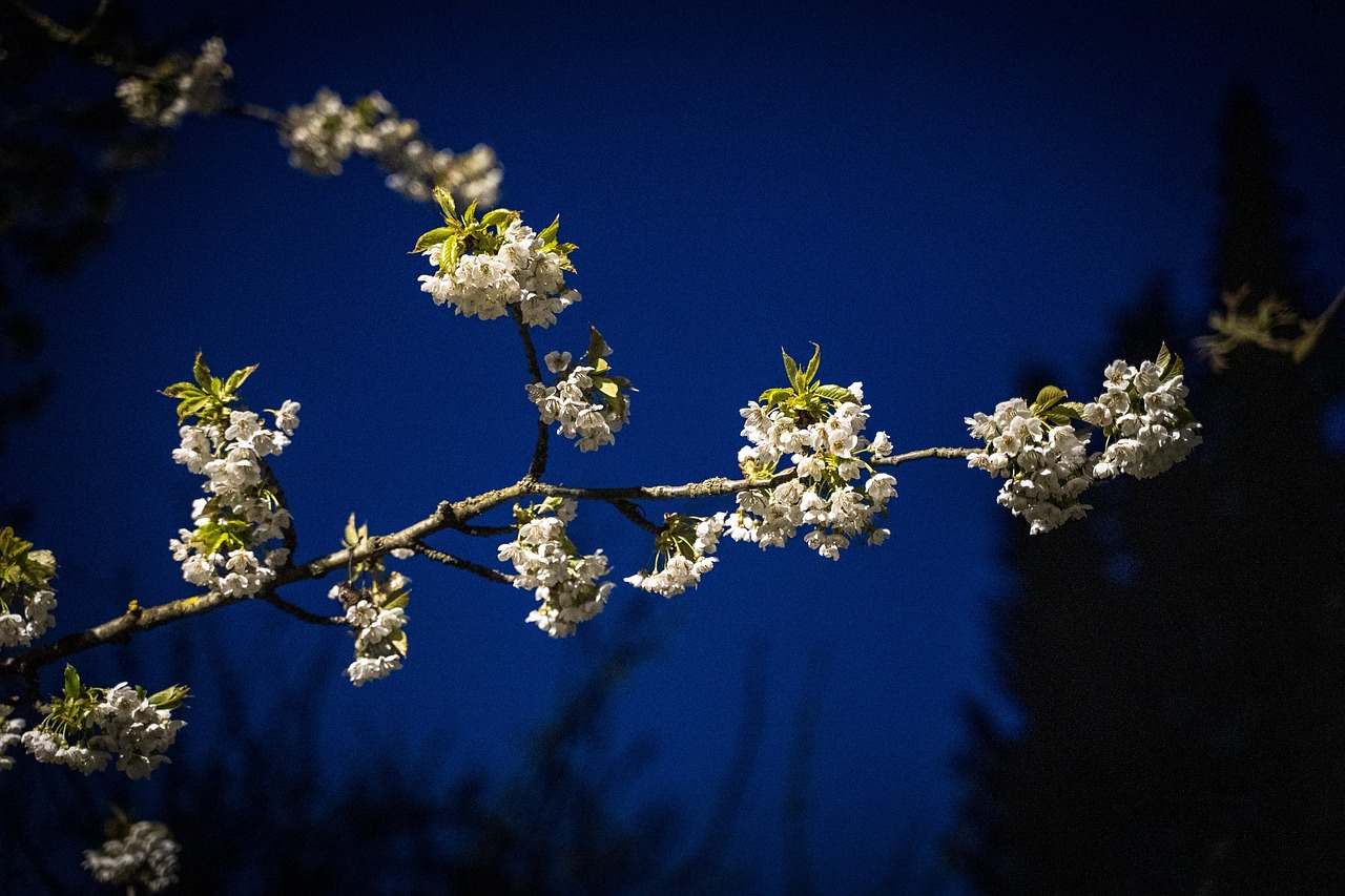 cherry blossoms  branch  flowers free photo