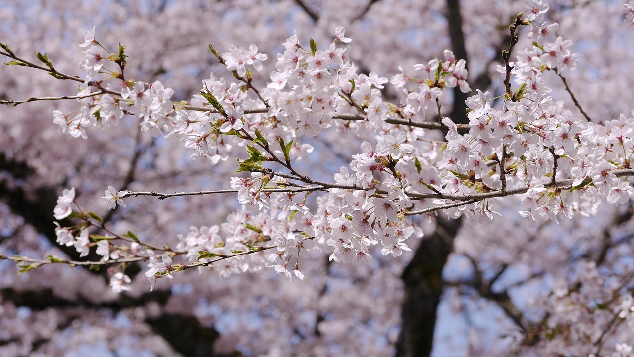 cherry blossoms  in full bloom  japan free photo