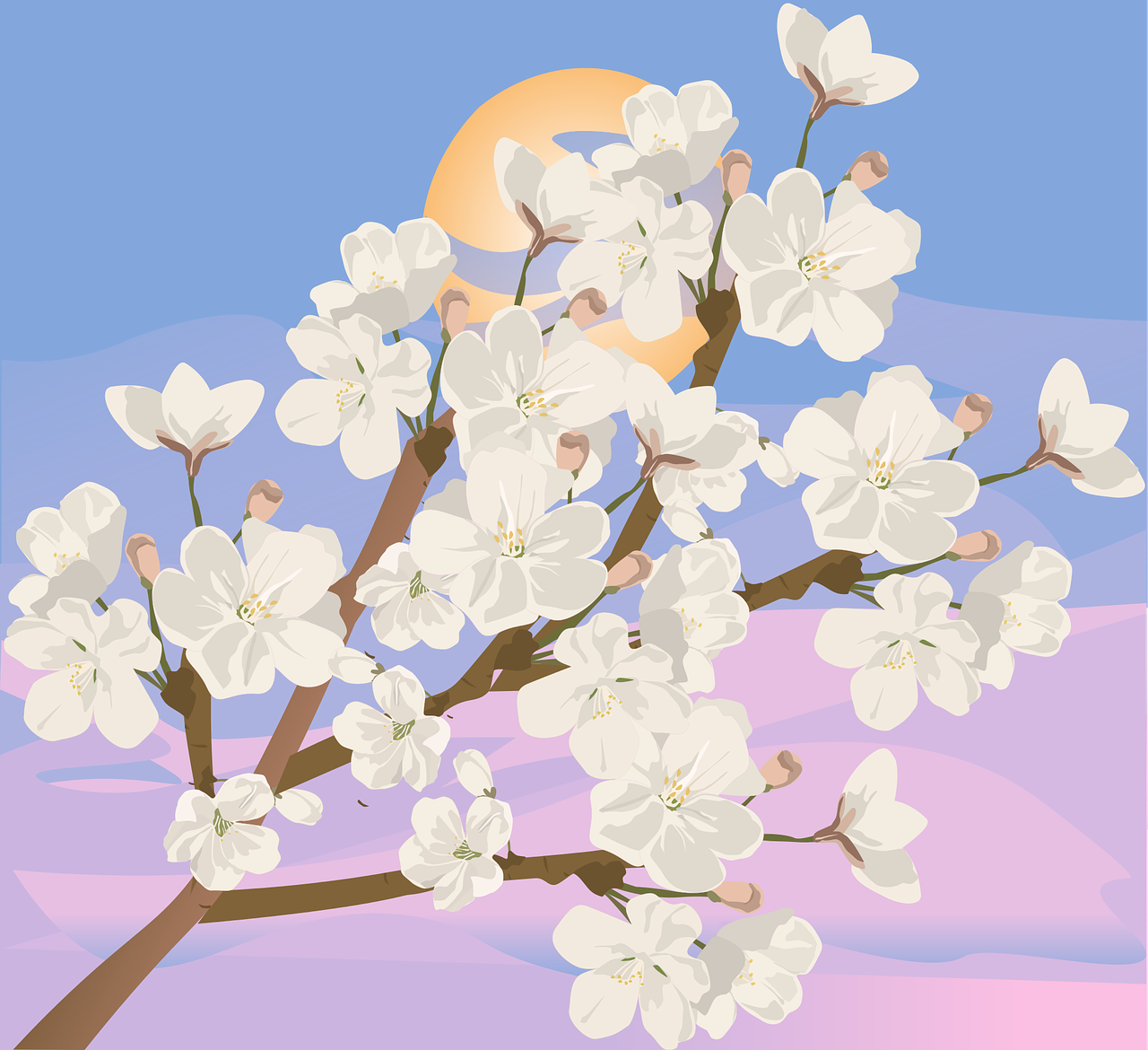 cherry blossoms  spring  sunrise free photo