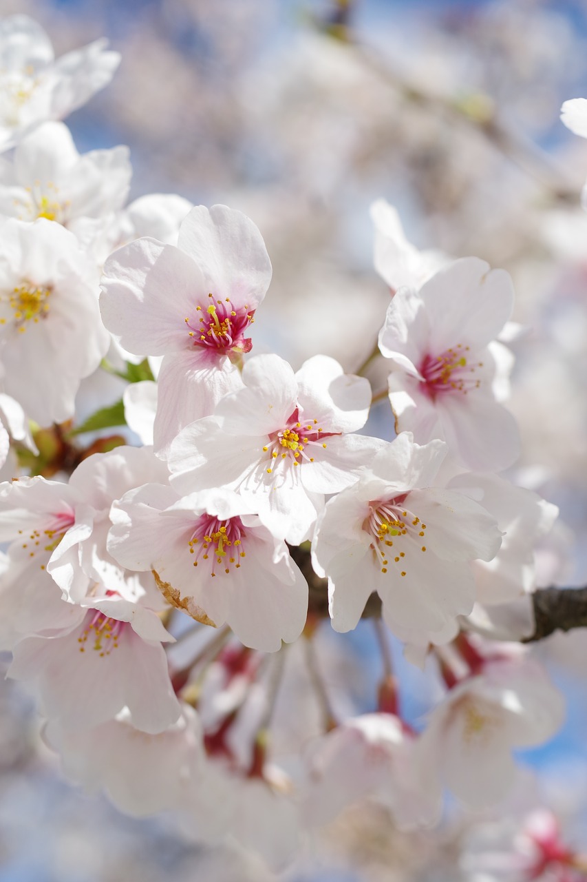 cherry blossoms  sakura  flowers free photo
