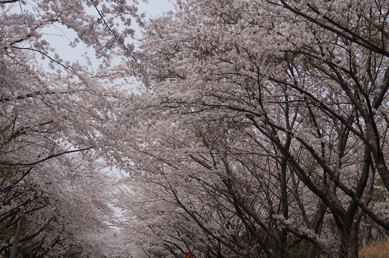 cherry blossoms  spring  blossom free photo