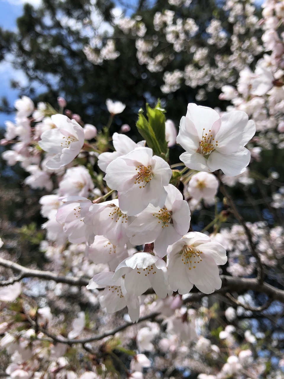 cherry blossoms  sakura  spring free photo