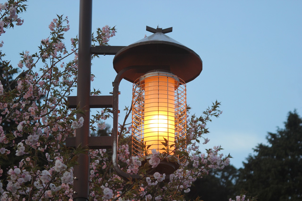 cherry blossoms  sakura  april free photo