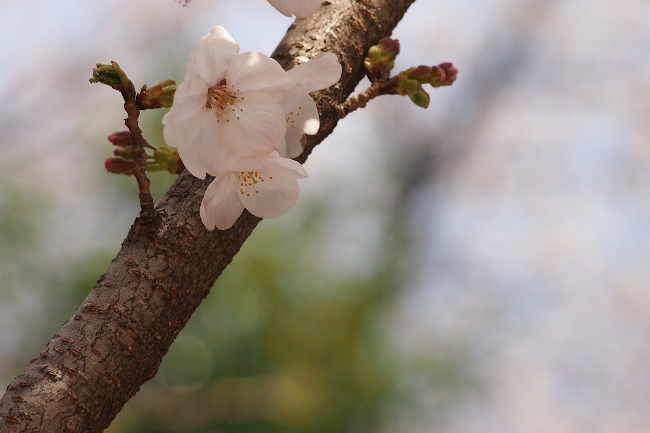 cherry blossoms  sakura  spring free photo