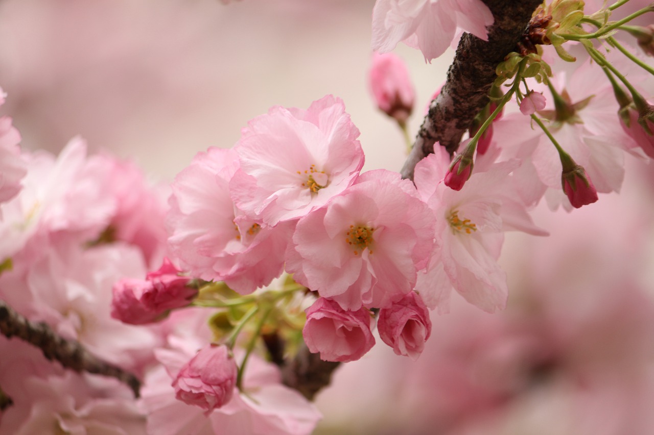 cherry blossoms  sakura  blossom free photo