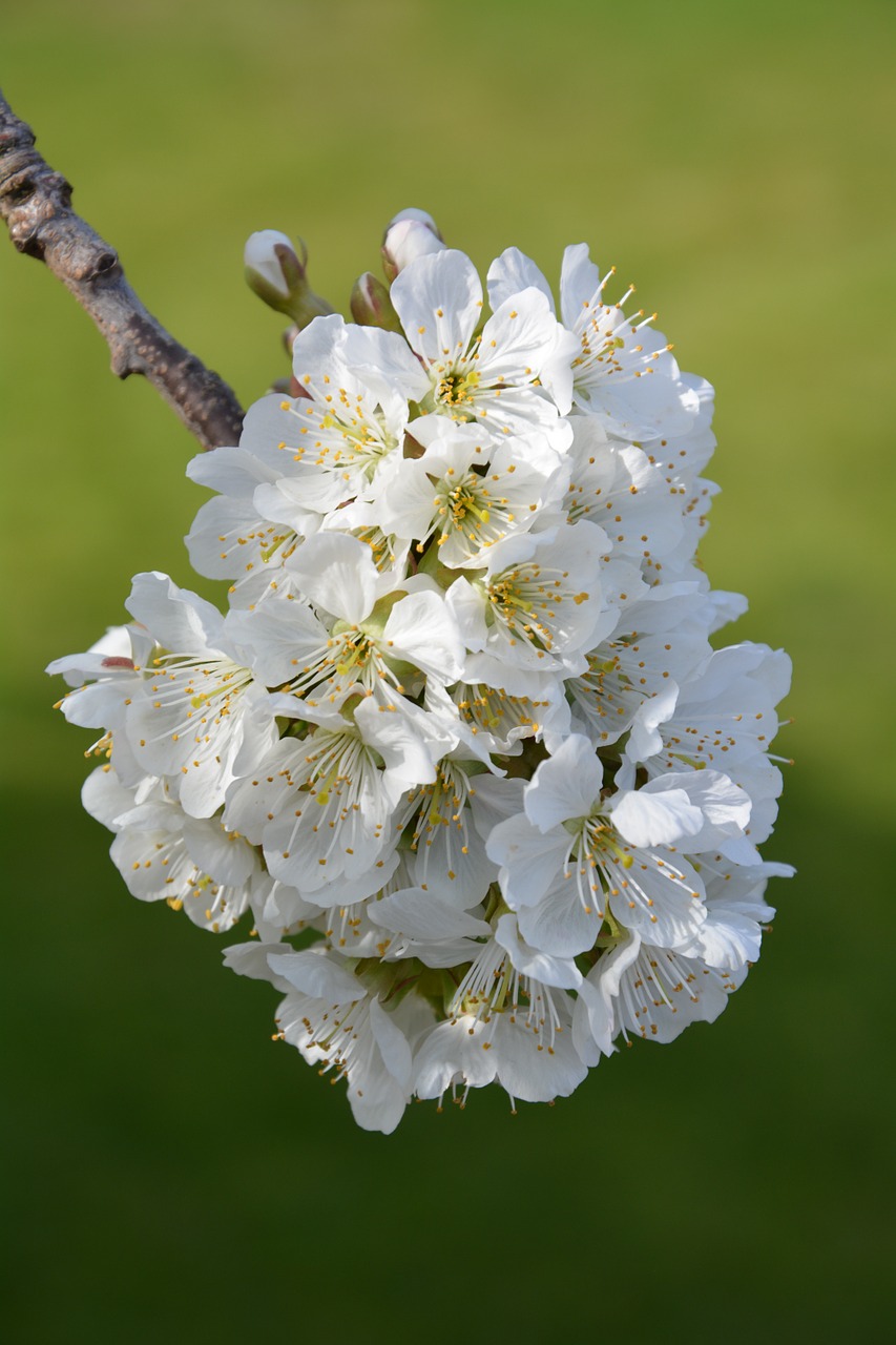 cherry blossoms flowers cherries free photo