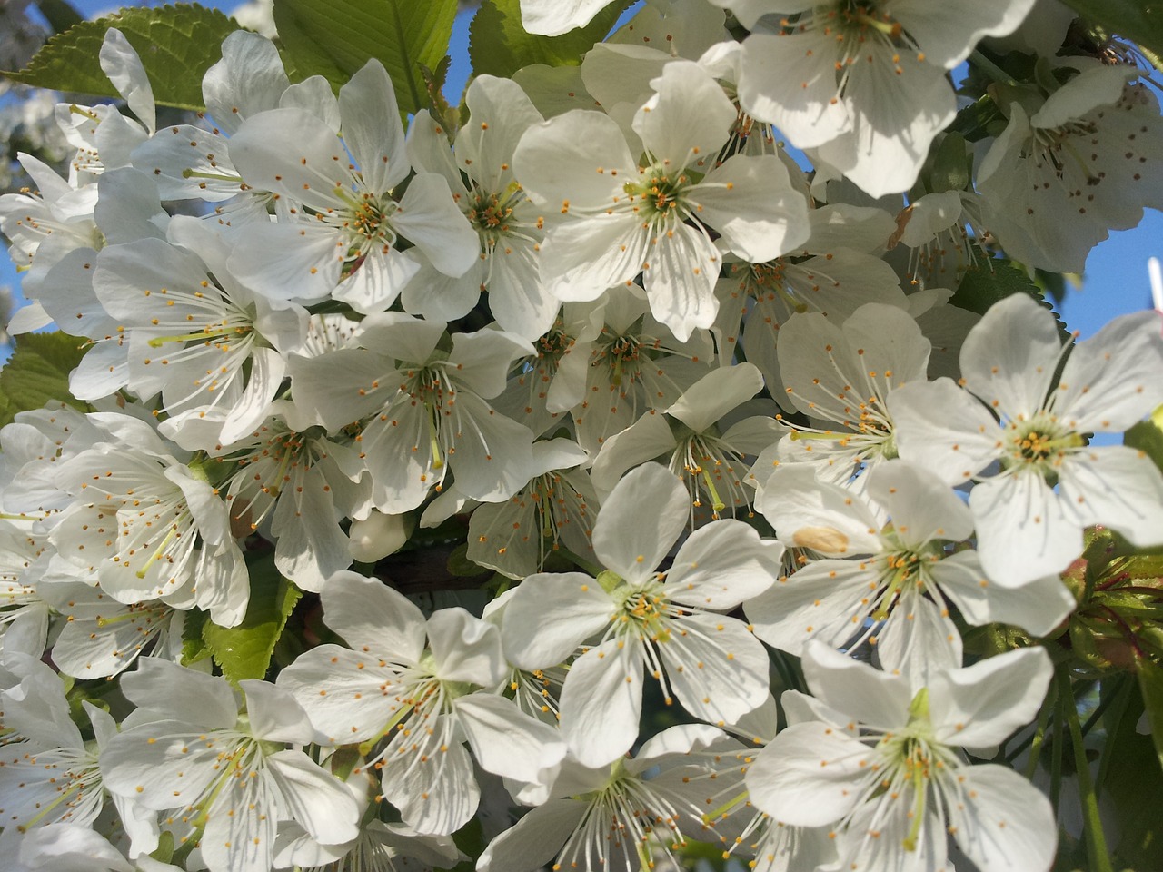 cherry blossoms white spring free photo