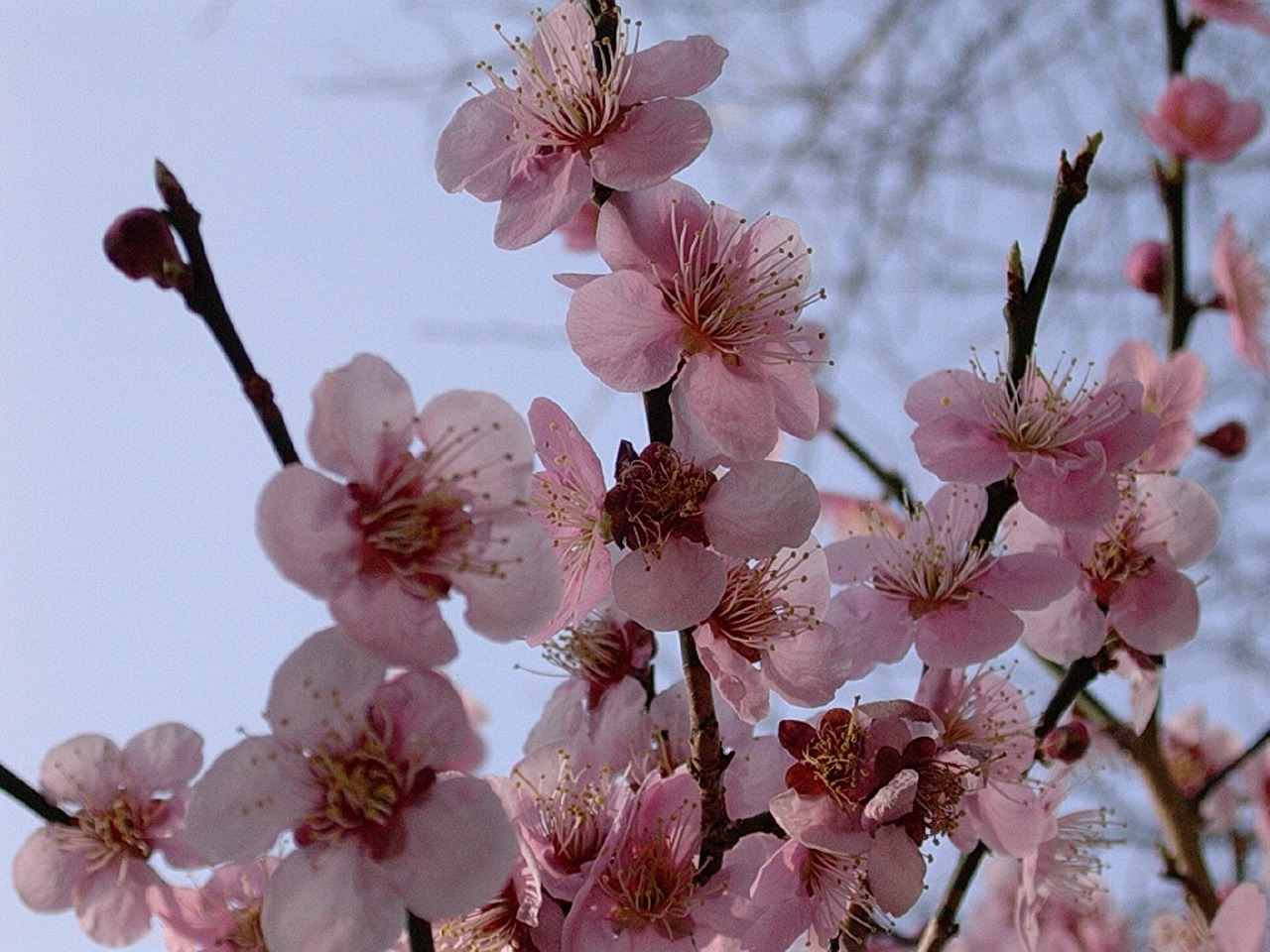 cherry blossoms trees spring free photo