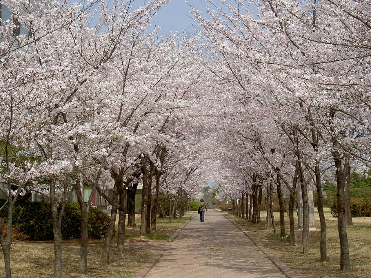 cherry blossoms trees spring free photo