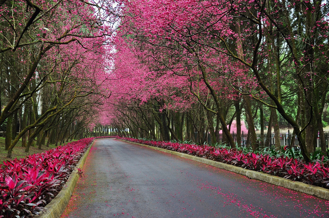 cherry blossoms road trail free photo