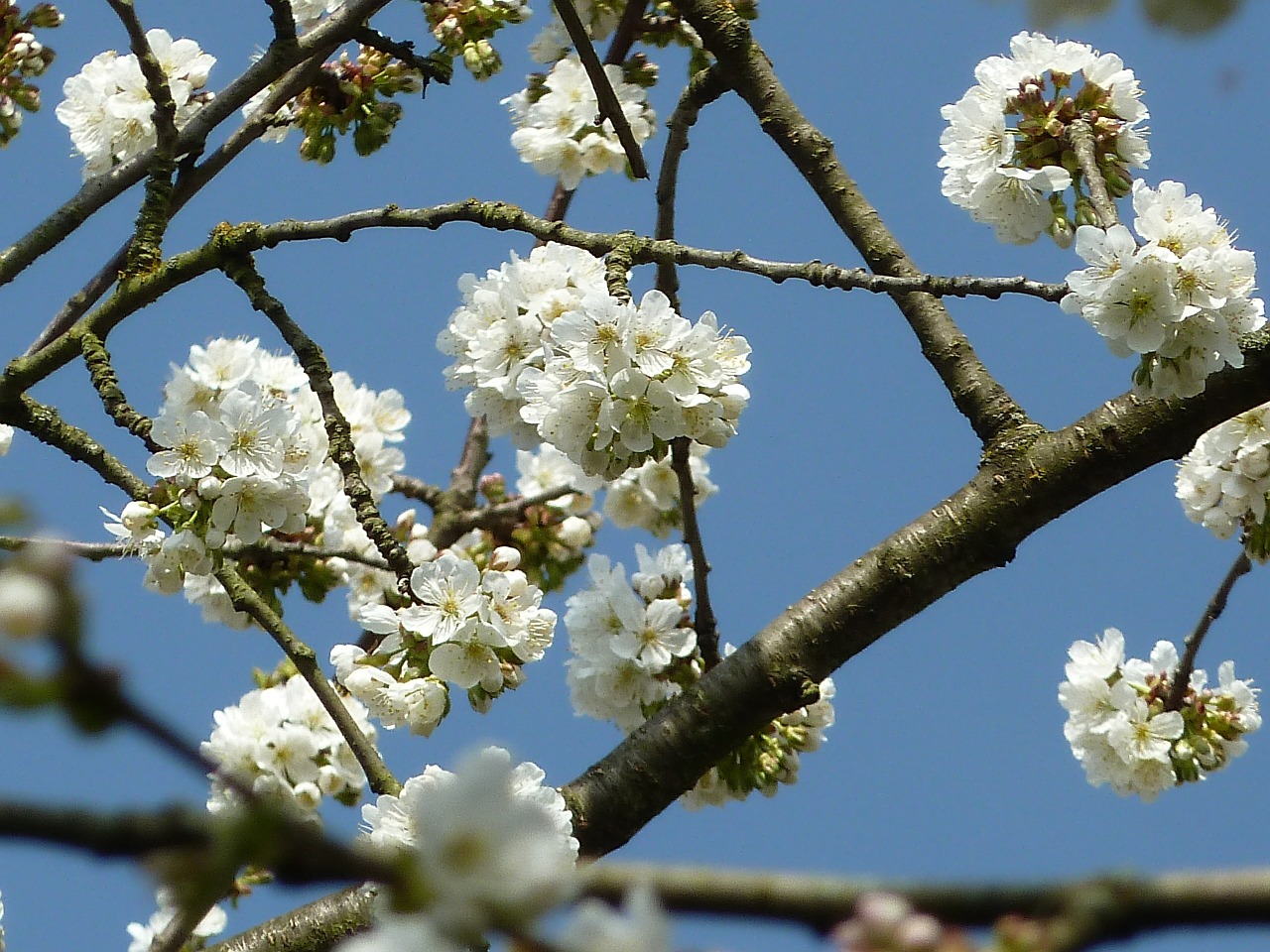 cherry blossoms spring blossom free photo