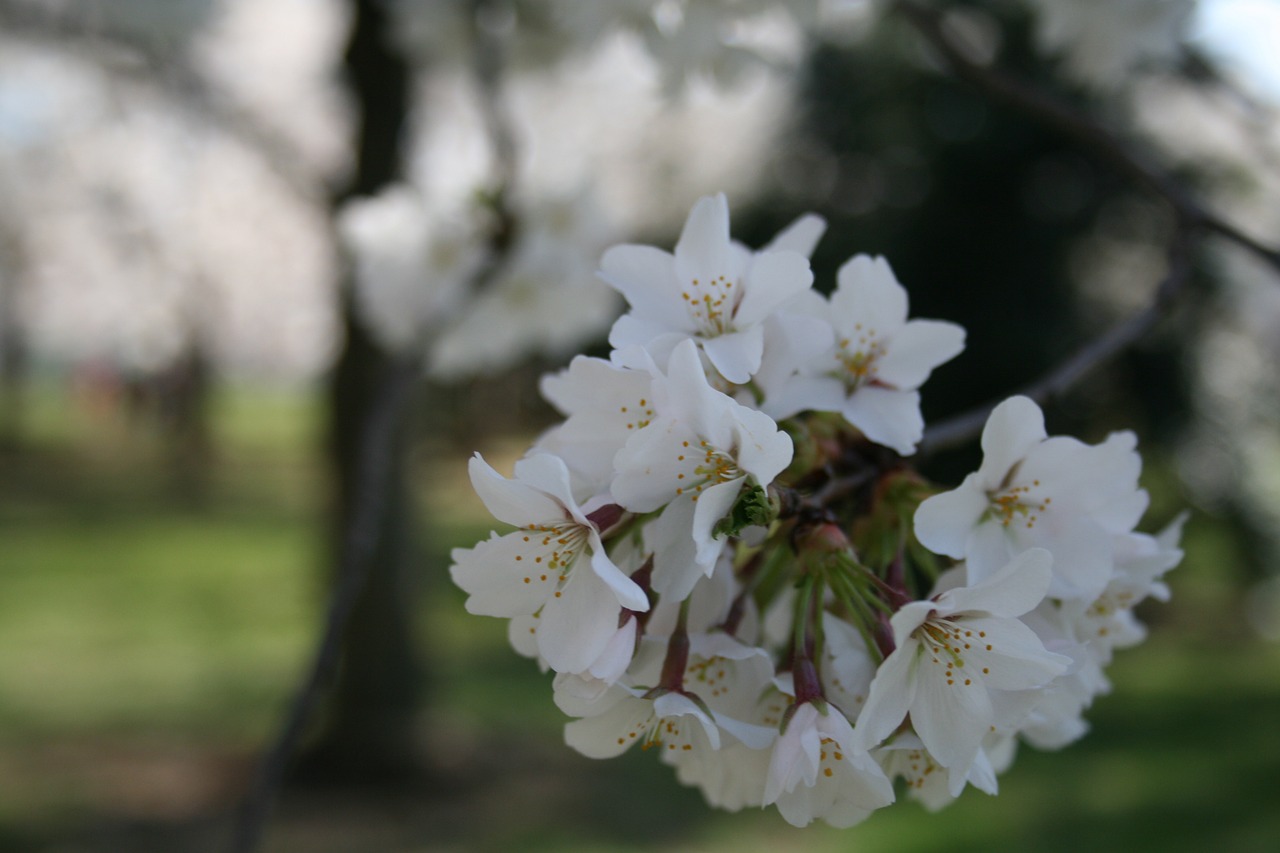 cherry blossoms washington dc tidal basin free photo