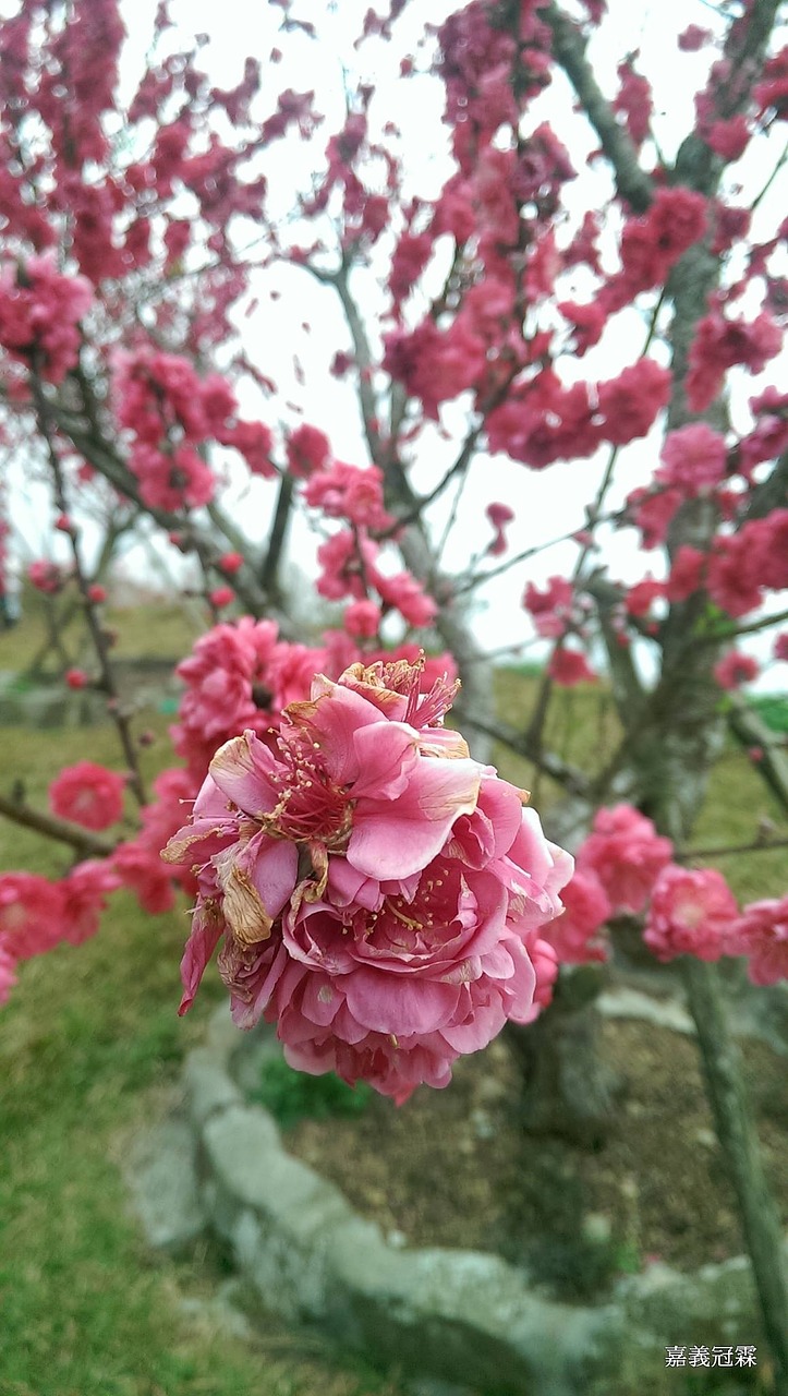 cherry blossoms views sea of flowers free photo