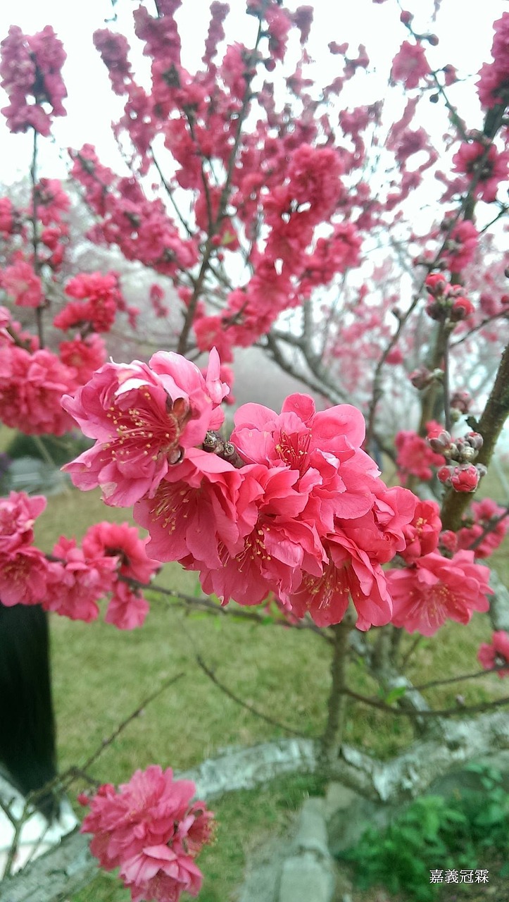 cherry blossoms views sea of flowers free photo