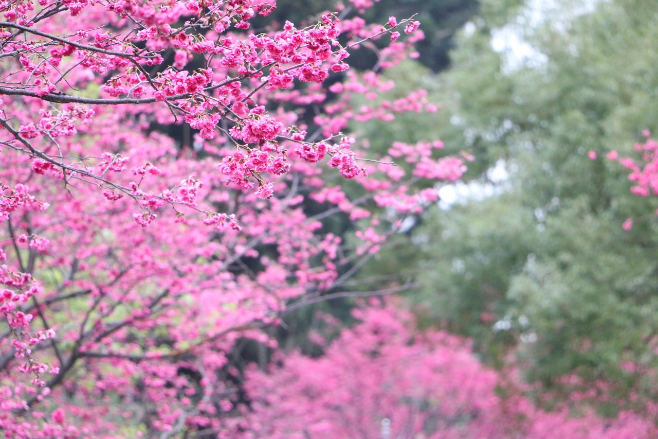 cherry blossoms chung cheng age read don 櫻 flowers chung cheng age reading hall free photo