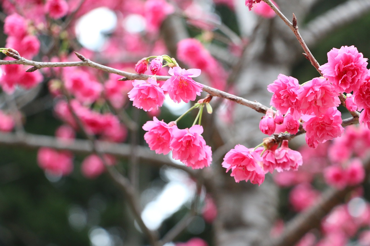 cherry blossoms chung cheng age read don 櫻 flowers chung cheng age reading hall free photo