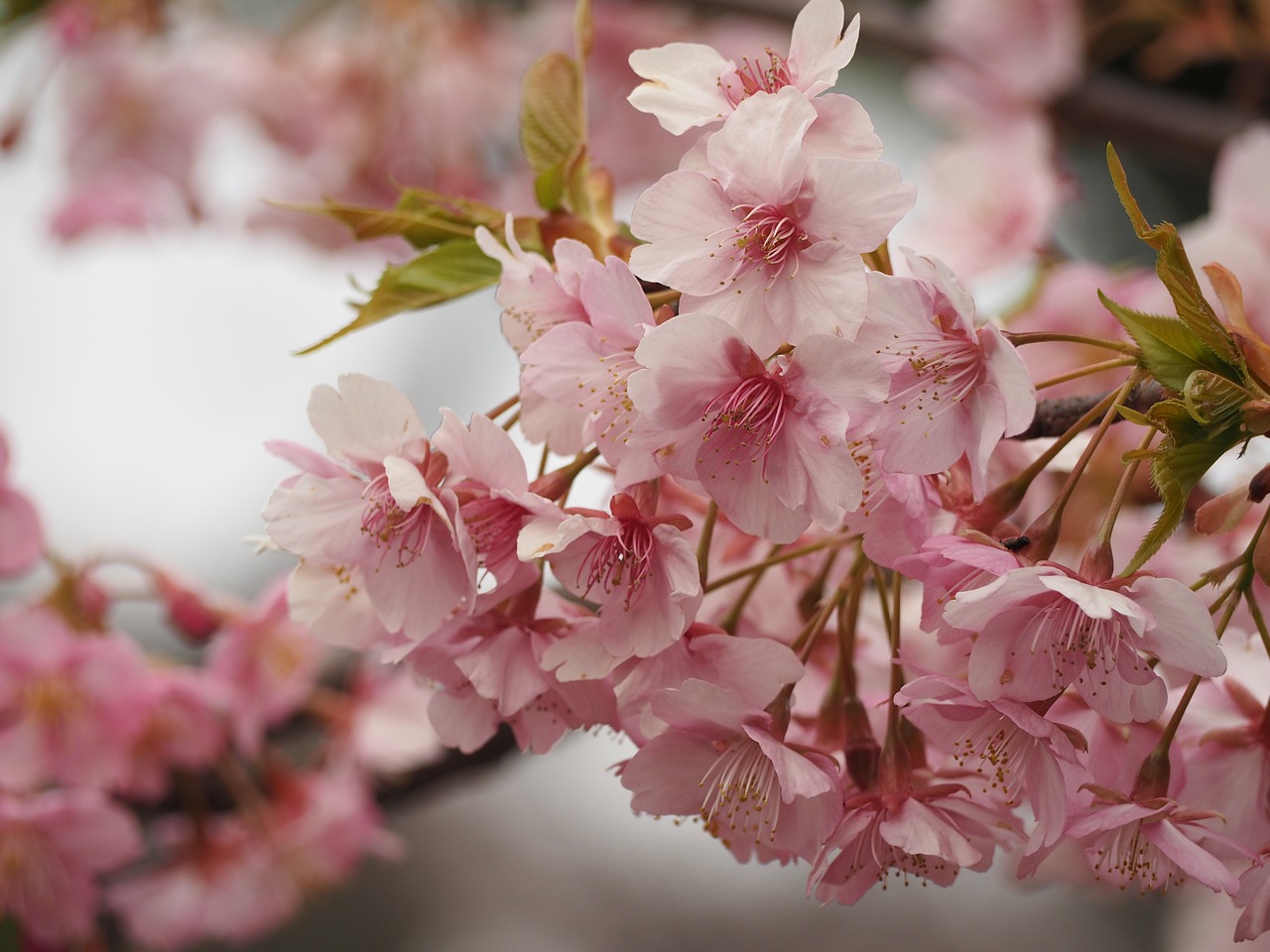 cherry blossoms begin to fall ueno free photo