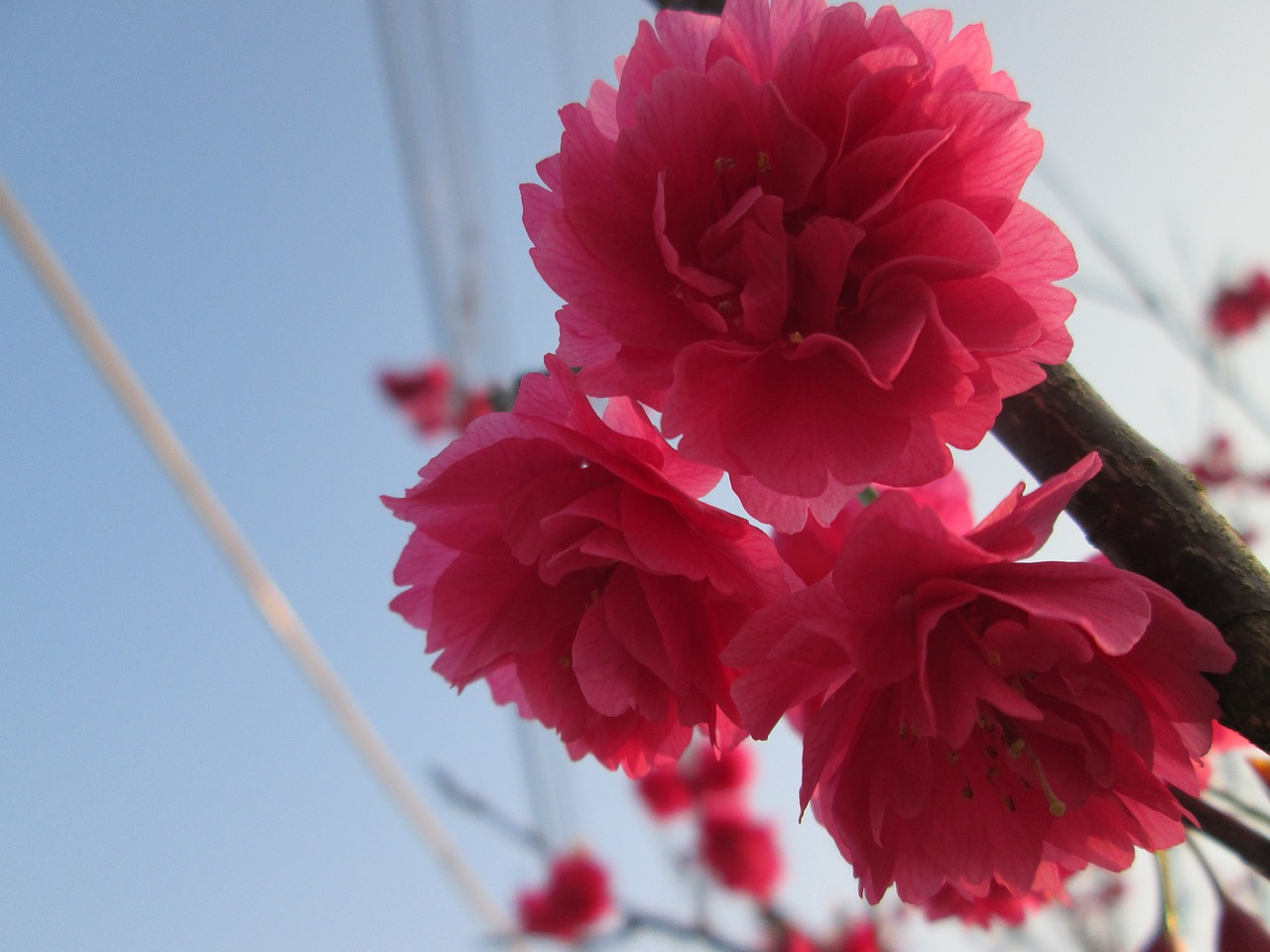 cherry blossoms eight yīng spring free photo