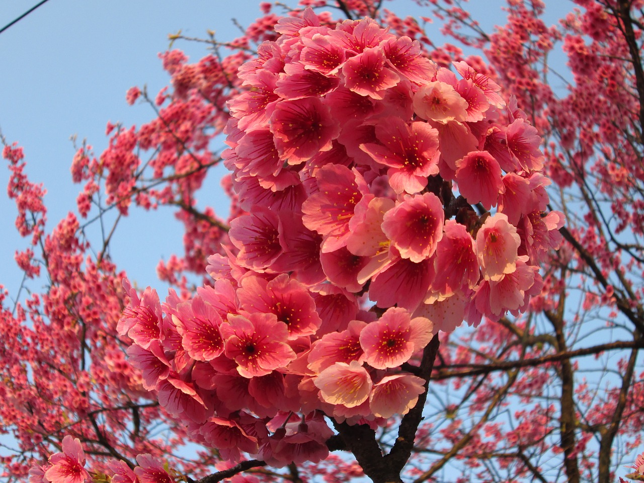 cherry blossoms yoshino yīng fish eye effect free photo