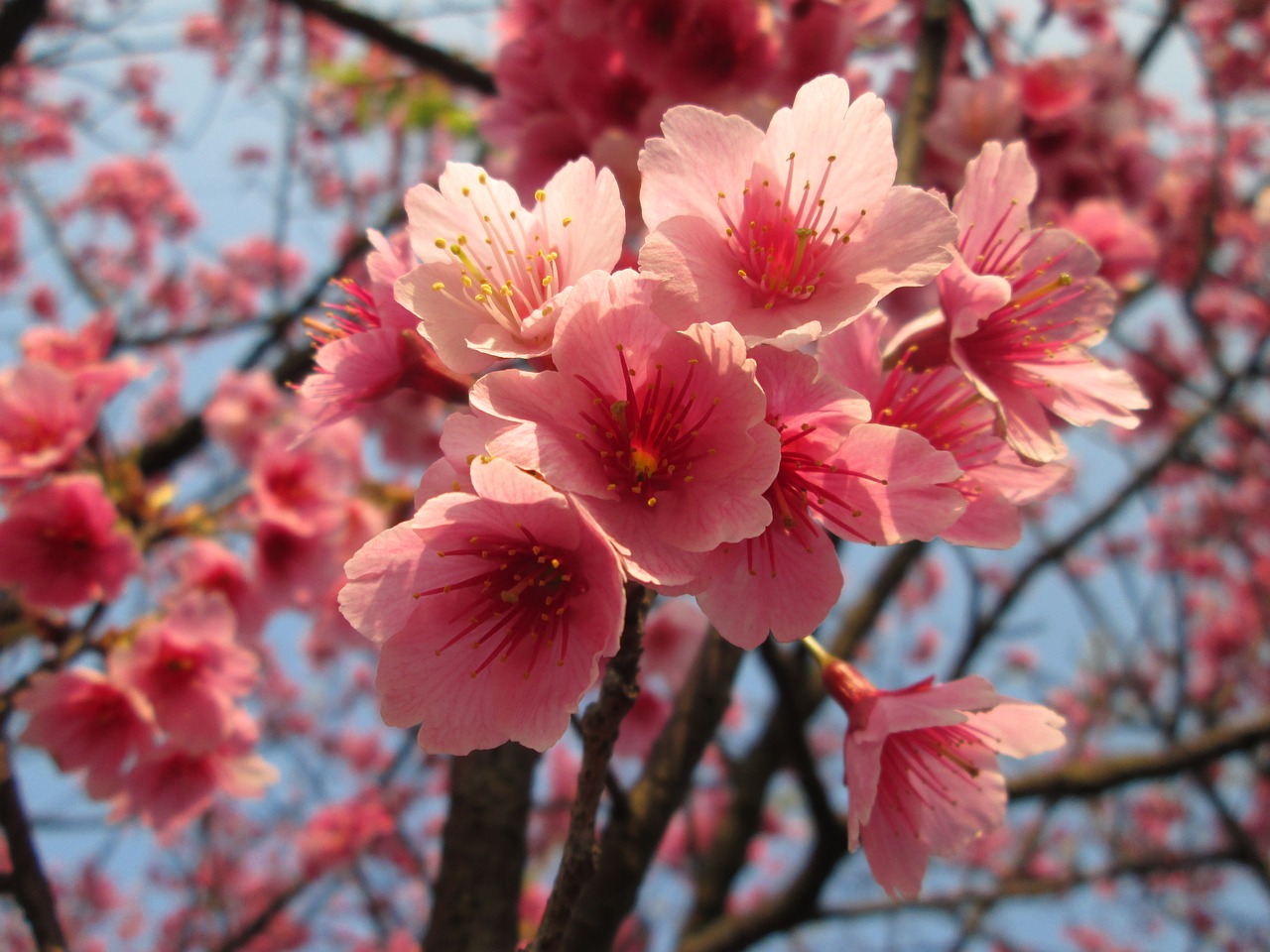 cherry blossoms yoshino yīng spring free photo