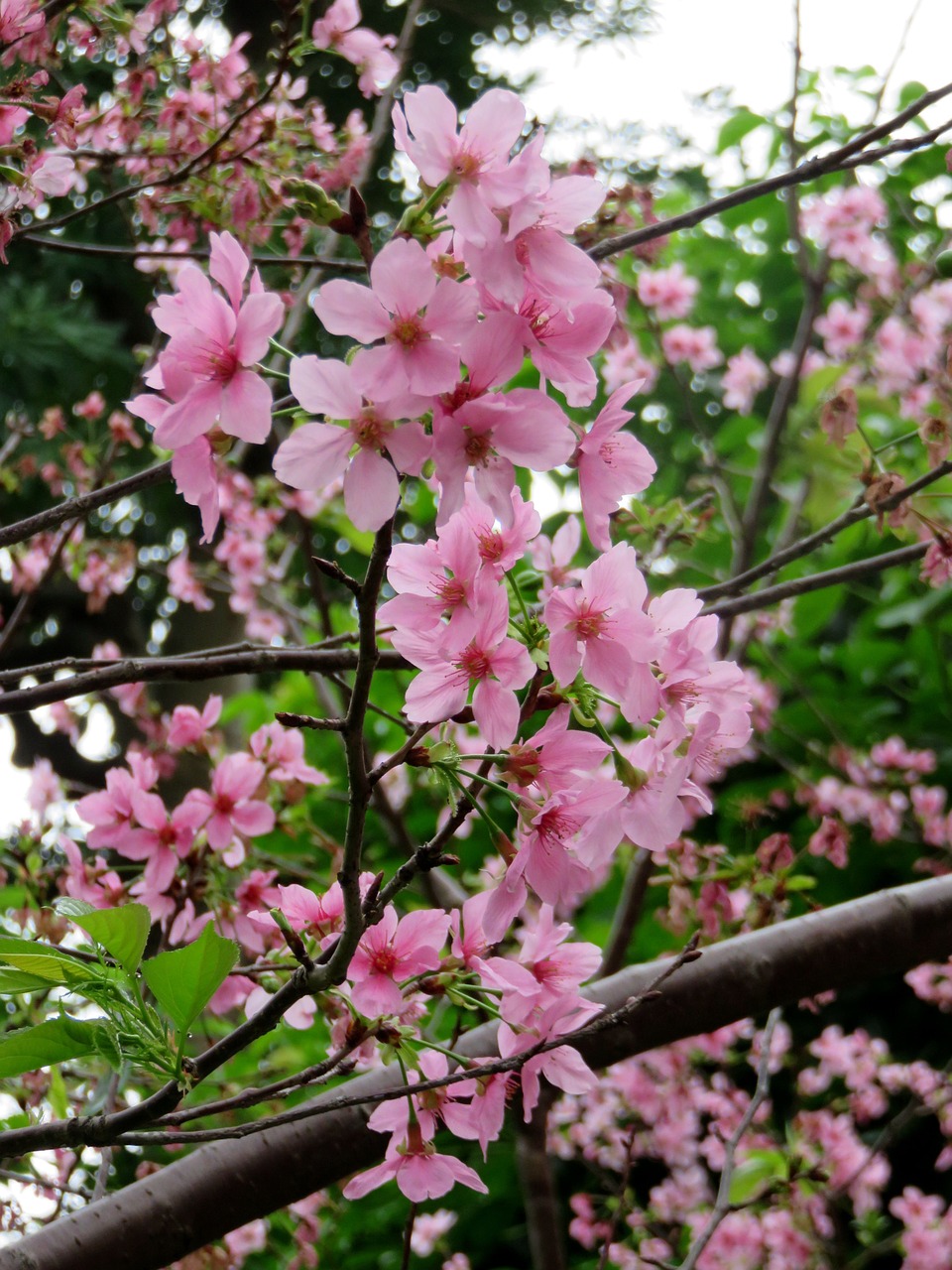 cherry blossoms yoshino yīng flower free photo