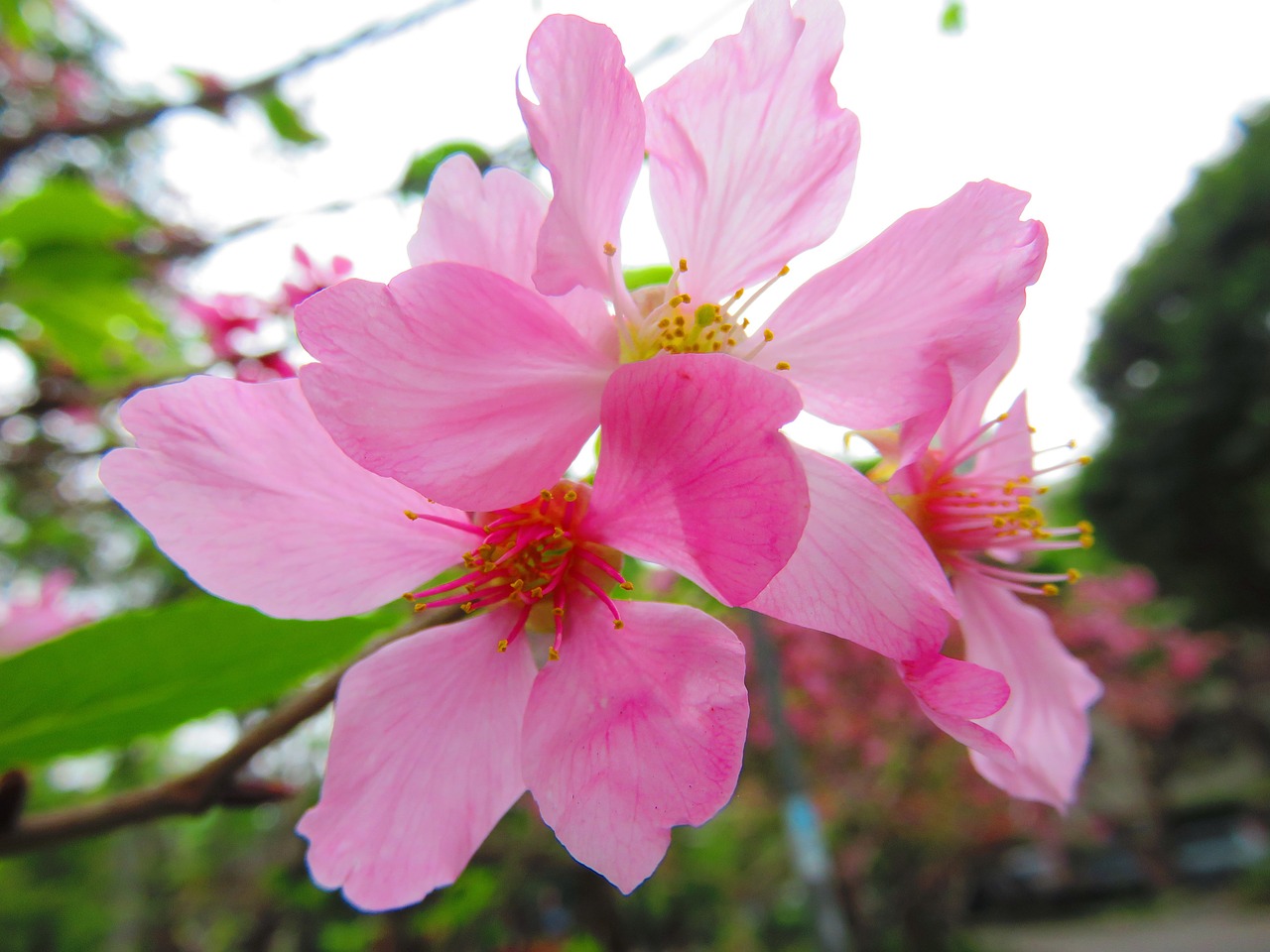cherry blossoms yoshino yīng flower free photo