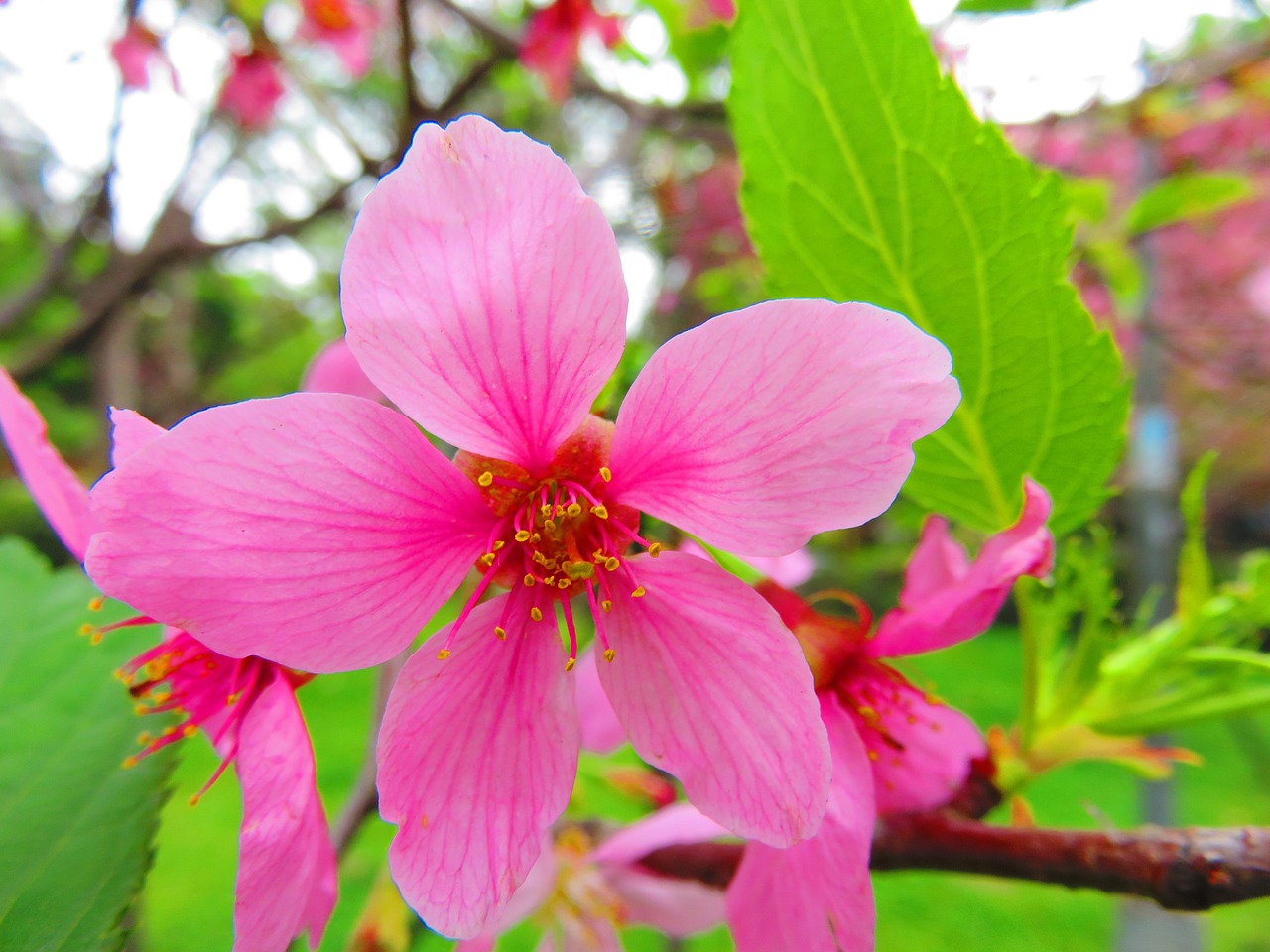 cherry blossoms yoshino yīng flower free photo