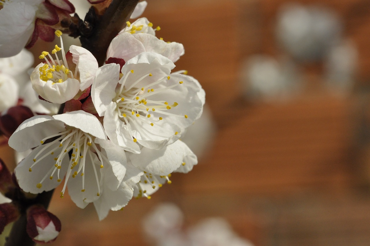 cherry blossoms apricot blossoms white flowers free photo