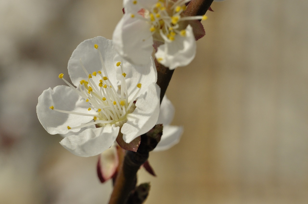 cherry blossoms apricot blossoms white flowers free photo