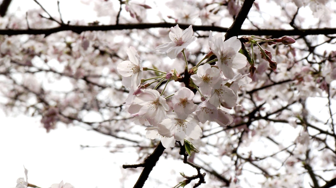 cherry blossoms flower plant free photo