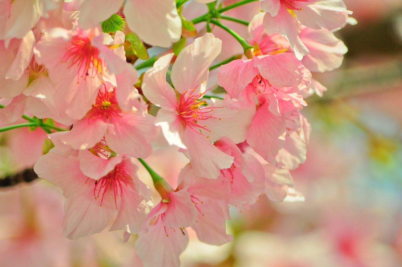 cherry blossoms spring plant free photo