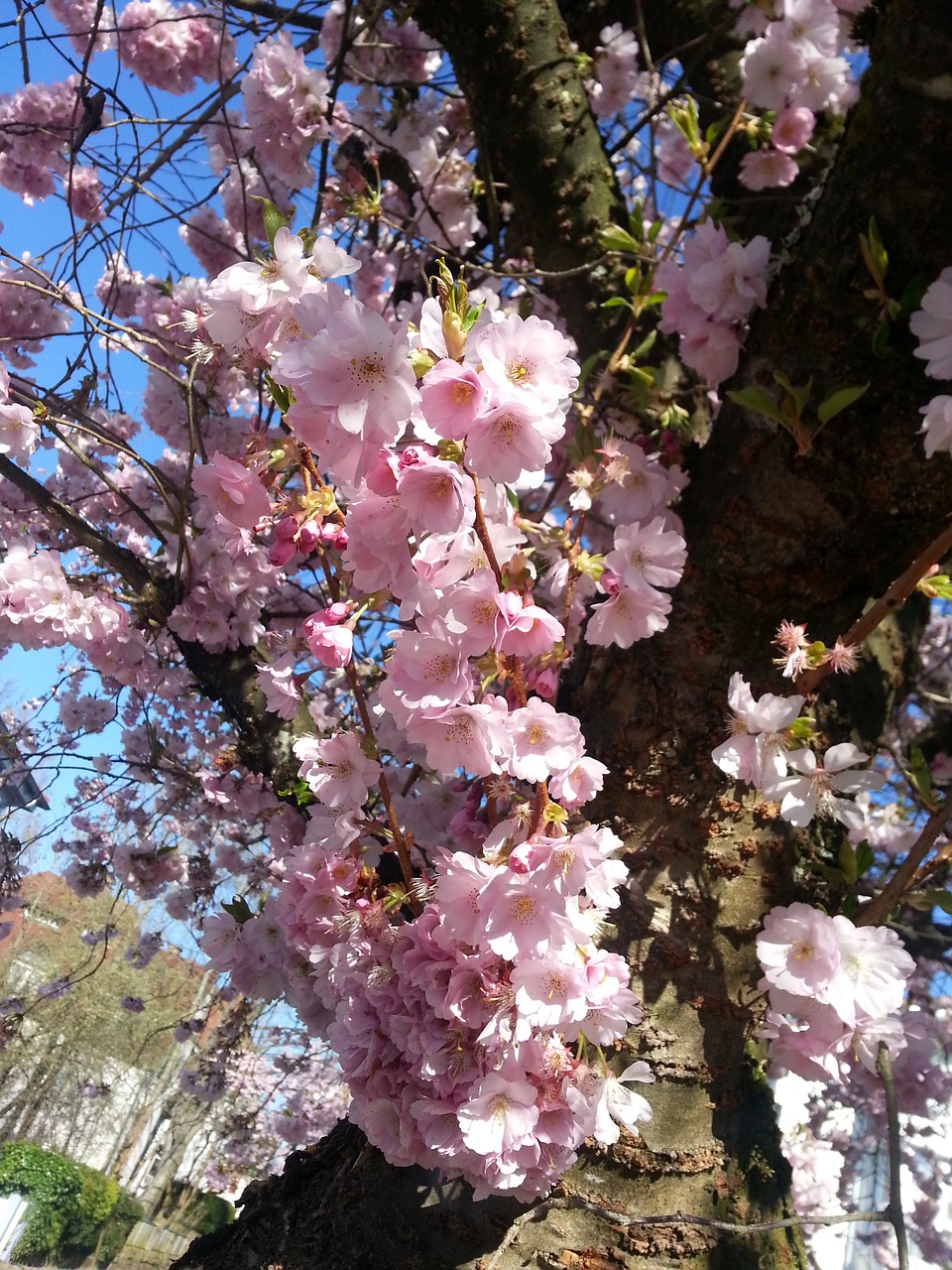 cherry blossoms spring pink free photo