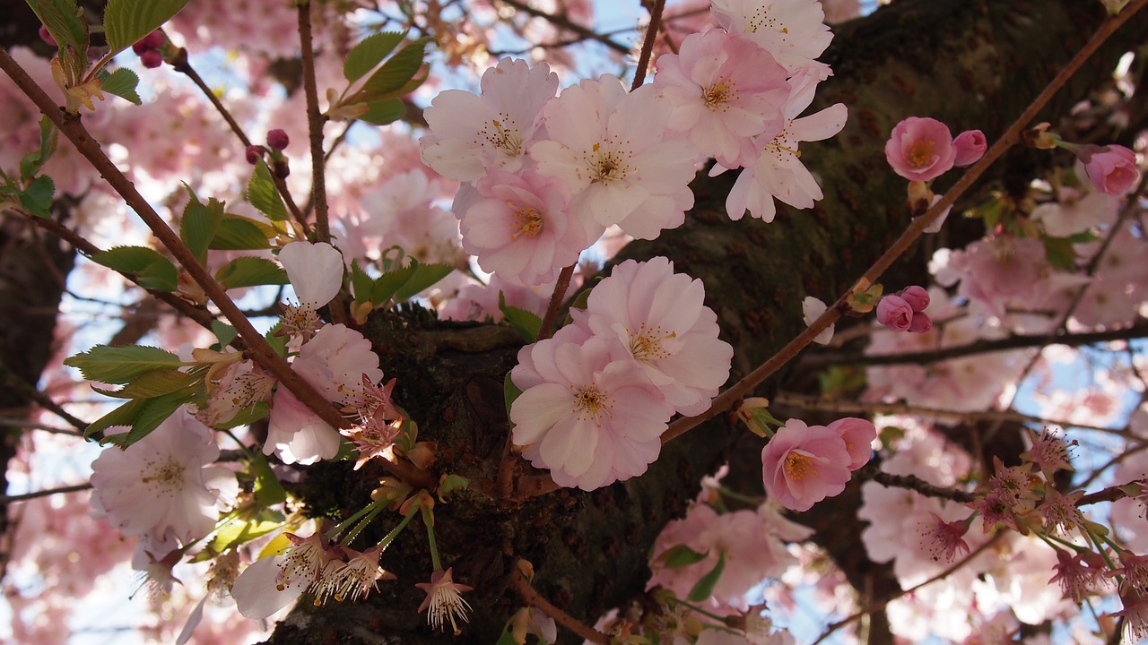 cherry blossoms pink spring free photo