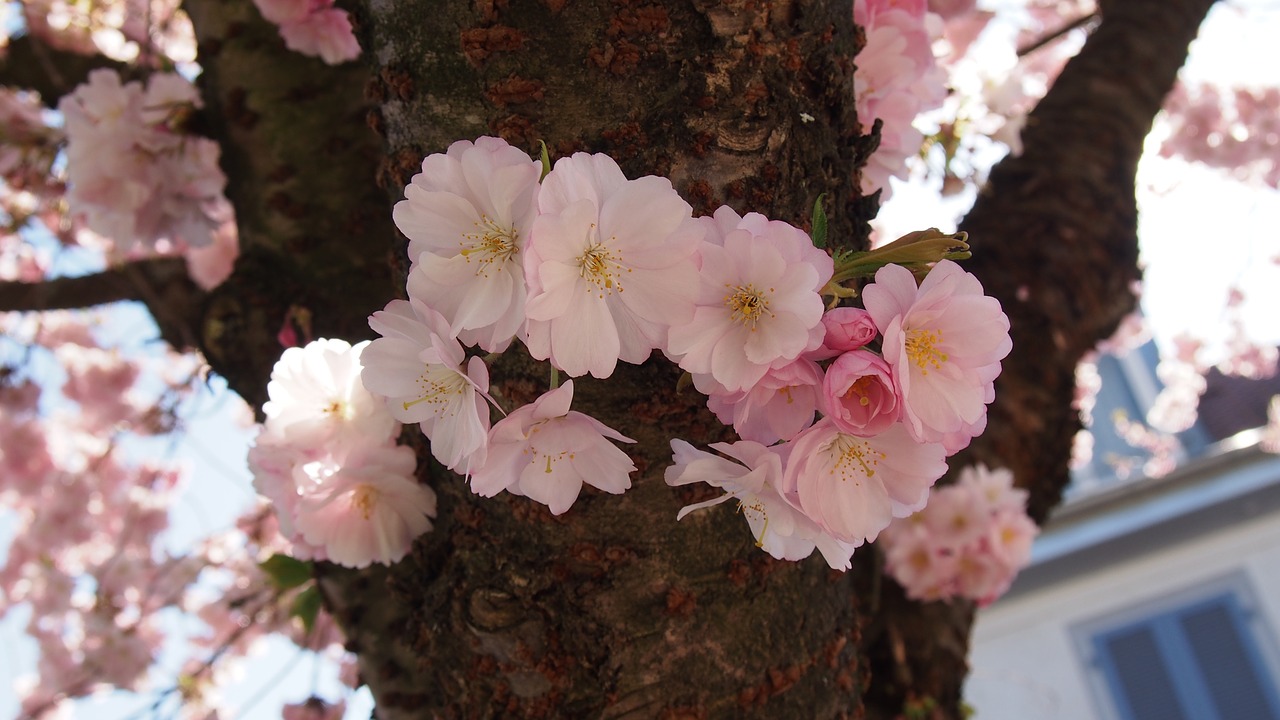 cherry blossoms pink spring free photo